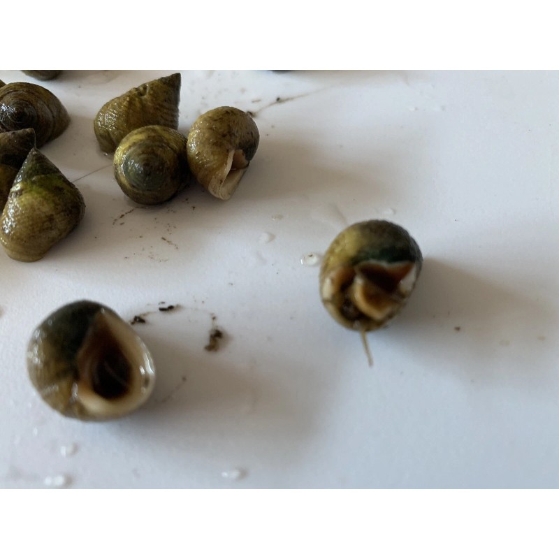 25 Live Saltwater Periwinkle Snails For Aquarium Fish Tank Filter