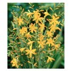 3 Prince of Orange Crocosmia Blubs - Grows 30-48" Tall.