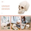 Healvian 1：1 Human Skull Model Realistic Skeleton Bones 7.47 Inch