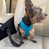 Sakura 2 in 1 Dog Lead Seat Belt Strap
