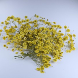 LYFORTZY 50 Pcs Yellow Small Dried Babys Breath Flowers for Resin ,Real Dried Babys Breath Pressed Flower for Wedding Invitations Wax Seals ,Dry Flat Baby's Breath Flower with 1 Tweezers.