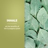 Eucalyptus Essential Oil Aromatherapy for Diffuser or Humidifier 100% Pure