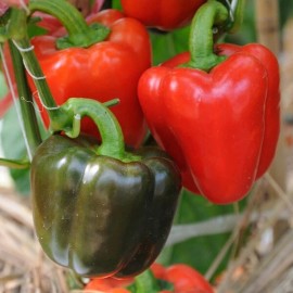 Frontier Seed Co USA California Wonder bell pepper seeds NON-GMO VERY HEALTHY BIG TASTE NUTRITIOUS!