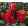 Fresh 25 Newly Harvested Super-Hot Bhut Jolokia Red Premium Ghost