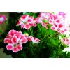 Geranium Mix 50+ Seeds Flowers Planting for Outdoor Indoor