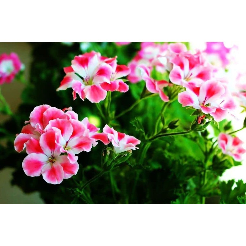 Geranium Mix 50+ Seeds Flowers Planting for Outdoor Indoor