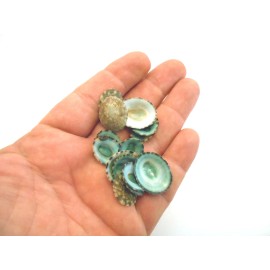 25 Emerald Green Mexican Limpet Shells (1/2-1") Beach Crafts Coastal Decor