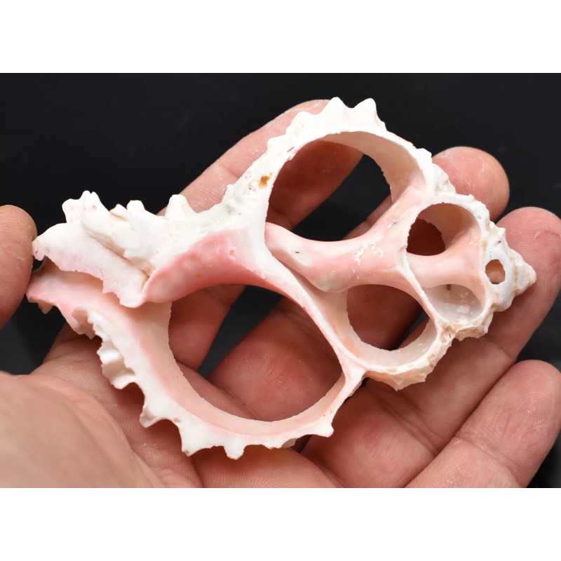 One (1) Center Cut Pink Murex (3-4") Shells Seashells Beach