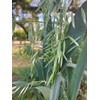 All Good Things Organic Great Grains Seeds for Planting: 4