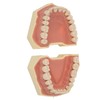 Dental Teaching Model Soft Gum 32 Teeth Dental Demonstration Teeth