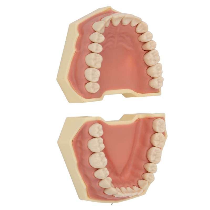 Dental Teaching Model Soft Gum 32 Teeth Dental Demonstration Teeth