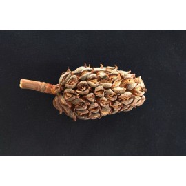 CZ Grain Magnolia Pine Cones - Stunning Magnolia Seed Pods, Great for Decorating, Crafts - 10 Cones