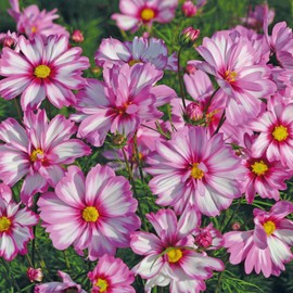 Outsidepride Capriola Cosmos Bipinnatus Seeds - 25 Pcs Annual, Easy to Grow & Drought Tolerant, Flower Seeds for Planting w/Vibrant Two-Toned Blooms, Ideal for Cut Flower & Wildflower Meadows