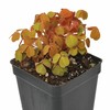 Oxalis spiralis ‘Aurea’, Amber Plum Crazy, Golden Oxalis, Amber Oxalis,