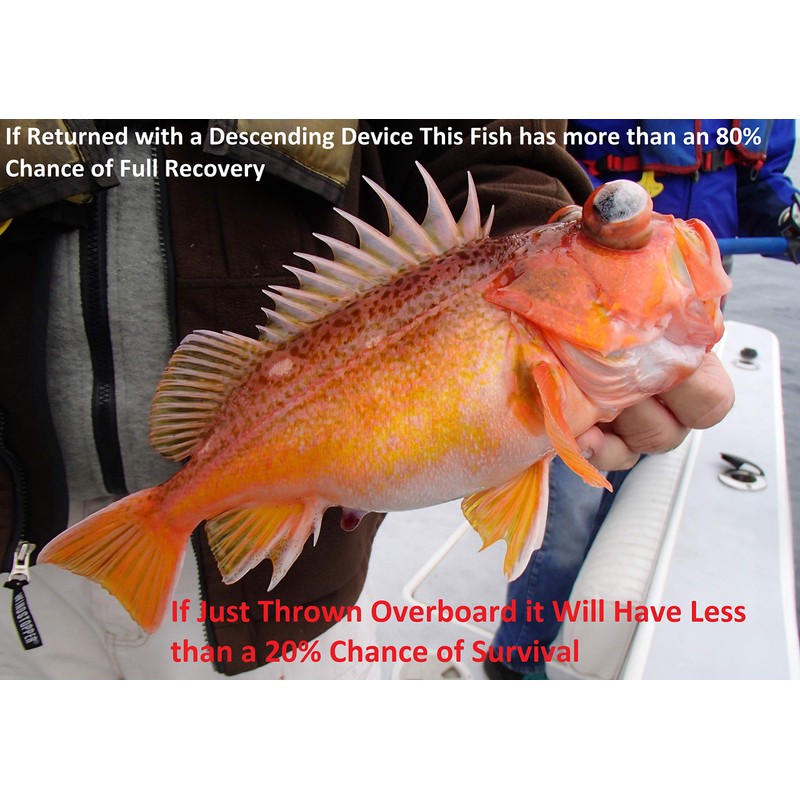 Fishsaverpro 2 Pack Fish Release Weight Descending Device - Compact