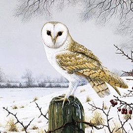The Great British Card Medici Cards Pack of 6 Charity Christmas Cards - 'Barn Owl in the Snow' - 6 Cards of 1 Artistic Design, Multicolor, 146 x 146 x 14mm