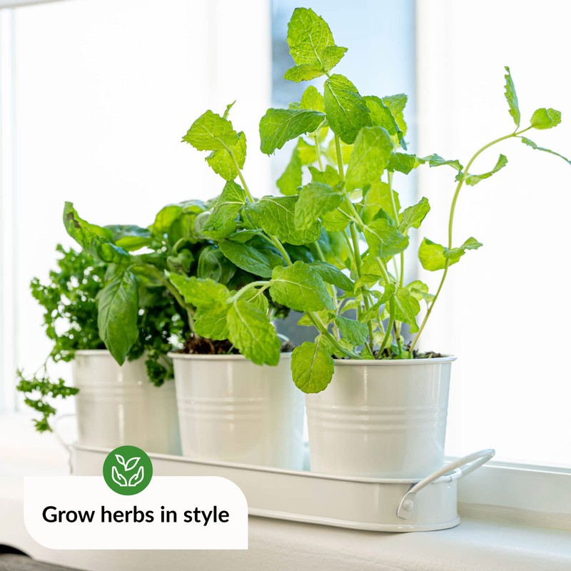 Herb Planter Indoor | Grow Fresh Herbs At Home |
