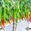 Todd's Seeds Cayenne Long Red Thin Hot Pepper Heirloom Seed