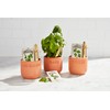 Mud Pie Oregano Herb Planting Set