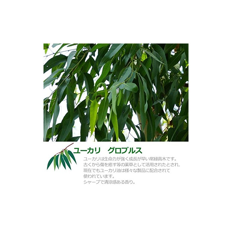 Eucalyptus Globulus Oil, 16.9 fl oz (500 ml), Natural 100%