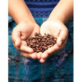 Guatamalan Coffee Bean Seeds (25) / Organic / DELICIOUS / Rare