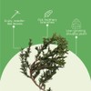 American Plant Exchange Live Parsoni Juniper – 10-Inch Pot –
