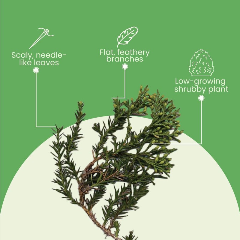 American Plant Exchange Live Parsoni Juniper – 10-Inch Pot –