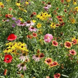 200 Wildflower Mix Seeds. Perennial. USA Seeds. Organic. Ships free