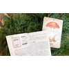 Oracle Card, Japanese Divination, Mushroom, Spirit, Oracle Card, Japanese Instruction