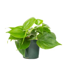 Urban Jungle Philodendron Cordatum in 4-inch Grower Pot (Live Plant)