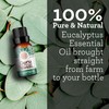 GuruNanda GuruNanda Eucalyptus Essential Oil -100% Pure, Natural and Undiluted