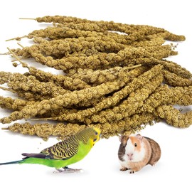 kathson Spray Millet Treat Sun-Dried Bird Millet Parakeet Treats for Budgies Finches Cockatiels Parrots Lovebird Hamster Other Pet Birds 0.44LB