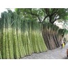 Sugar Cane BULK 3000 SEEDS * SUGAR CANE SEEDS *