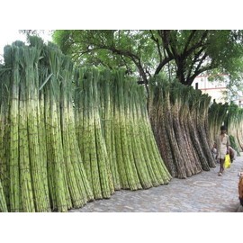 Sugar Cane BULK 3000 SEEDS  * SUGAR CANE SEEDS * RUM * SYRUP * ROCK CANDY * 6-18 FEET TALL