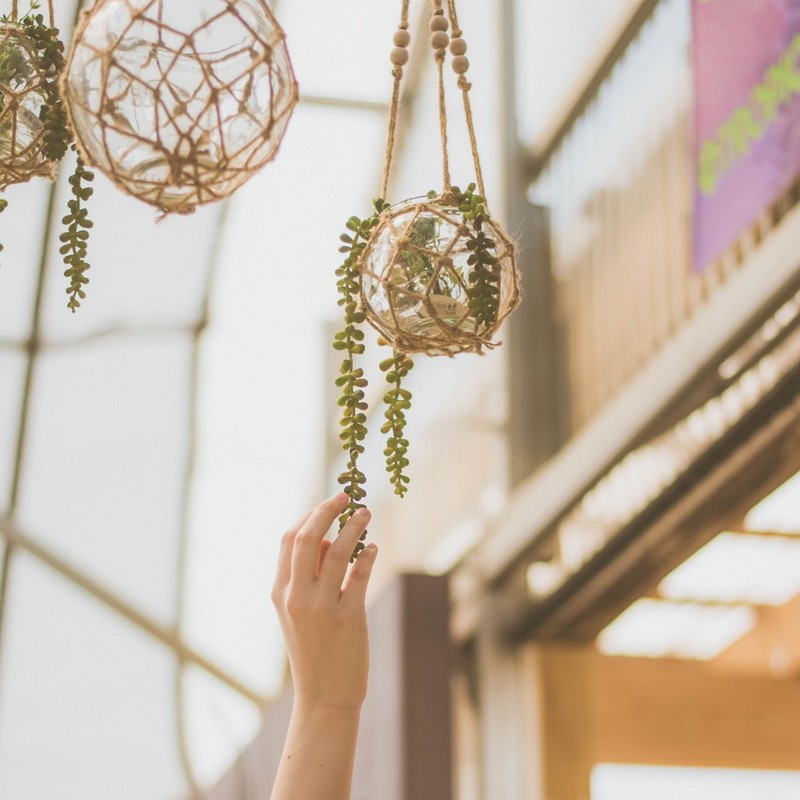Shop Succulents | Hanging Collection of Live Succulent Plants, Hand
