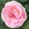 Own-Root One Gallon Pink Enchantment Hybrid Tea Rose by Heirloom
