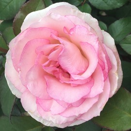 Own-Root One Gallon Pink Enchantment Hybrid Tea Rose by Heirloom Roses