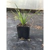 Red Hot Poker/Torch Lily/Poker Plant/kniphofia (1)