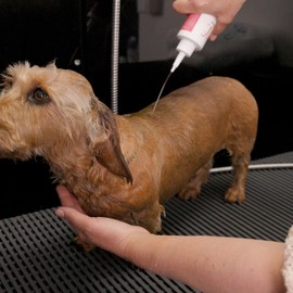 Margot Schmitt GlanzFell Sensitive Dog Shampoo, 250 ml