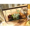 ELEGANTLIFE Glass Geometric Plant Terrarium,Succulent & Air Planter for Home