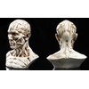 VOANZO Resin Human Model Anatomy Skull Head Muscle Bone Medical