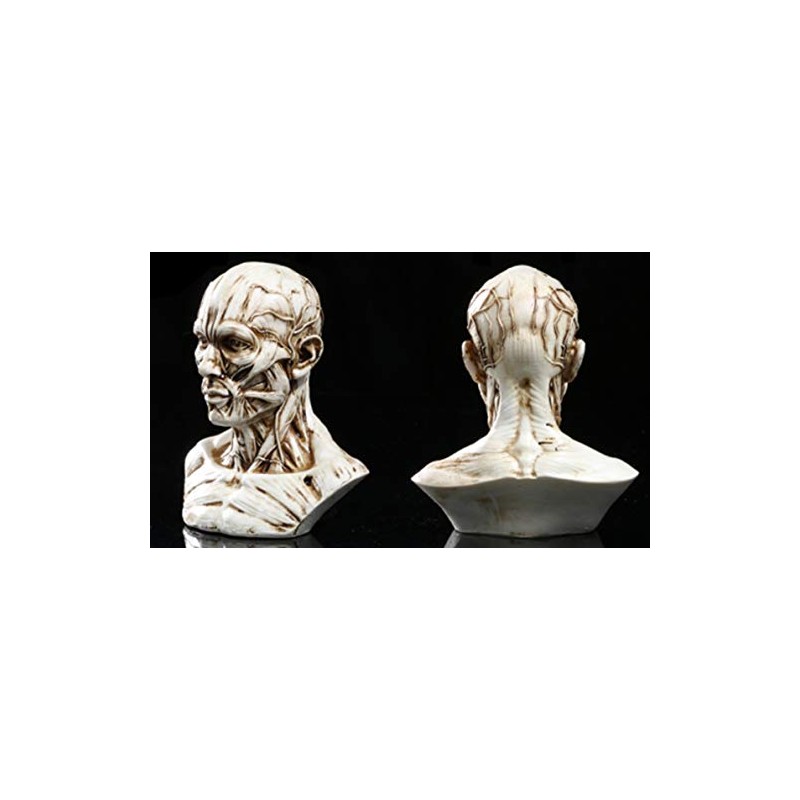 VOANZO Resin Human Model Anatomy Skull Head Muscle Bone Medical