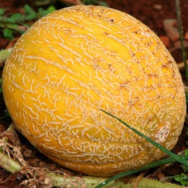 Melon Seeds - Ananas - 1 Oz ~900 Seeds - Cucumis melo - Farm & Garden Vegetable/Fruit Seed - Non-GMO, Heirloom, Open Pollinated, Annual