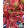 Jade RARE 2 STUNNING Crassula Capitella 'Campfire' with roots- Jade
