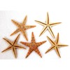 5 Real Seesterne for Fishing Net Decoration Approx. 7 to