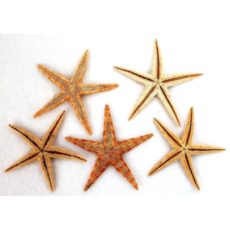 5 Real Seesterne for Fishing Net Decoration Approx. 7 to