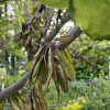Sunshinemaster x12 Eastern Redbud Seed Pods (JUDAS TREE)