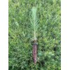 Loblolly Pine Tree Plants | 10 Live Seedlings | Pinus