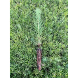 Loblolly Pine Tree Plants | 10 Live Seedlings | Pinus Taeda | Fast-Growing Evergreen for Landscaping | Ideal Plants for Large Spaces