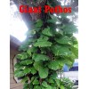 MATURE CUTTINGS VARIEGATED GIANT GOLDEN QUEEN POTHOS(EPIPREM